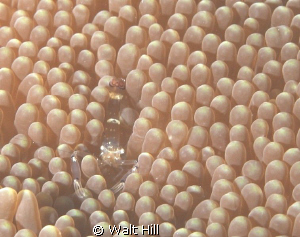 Carpet Anemone Shrimp - SE Sulawesi by Walt Hill 